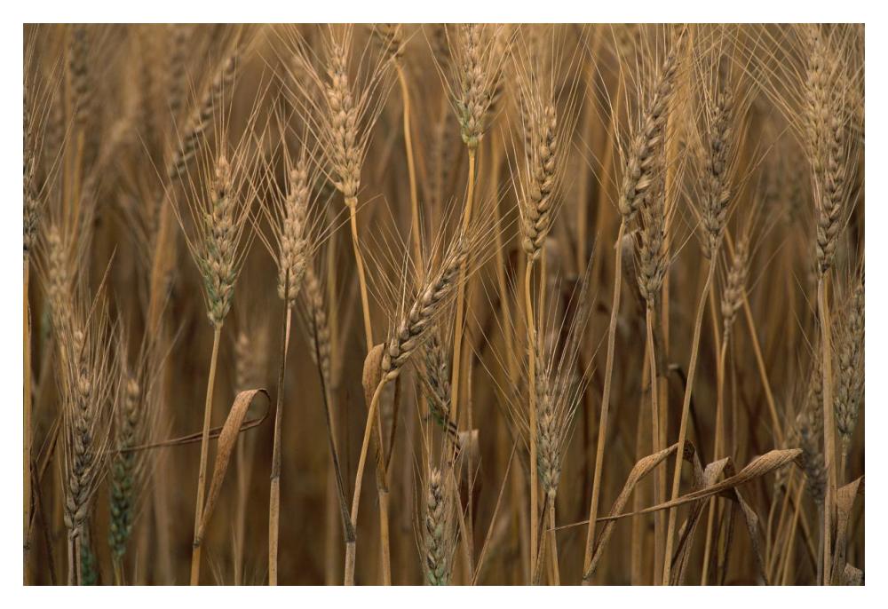 Commercial hybrid Wheat cultivated, Sauvie Island, Oregon-Paper Art-20"x14"