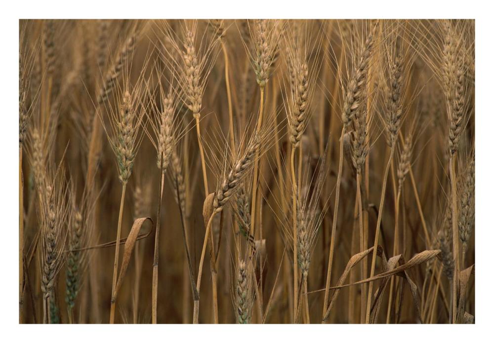 Commercial hybrid Wheat cultivated, Sauvie Island, Oregon-Paper Art-26"x18"