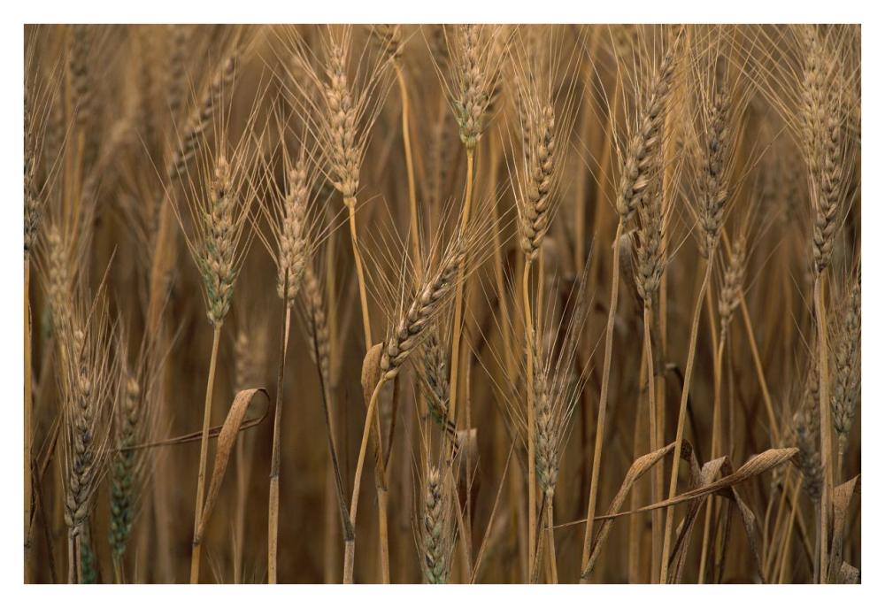 Commercial hybrid Wheat cultivated, Sauvie Island, Oregon-Paper Art-38"x26"