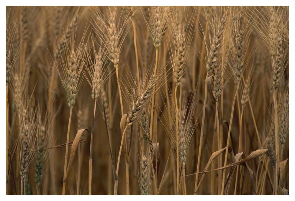 Commercial hybrid Wheat cultivated, Sauvie Island, Oregon-Paper Art-50"x34"