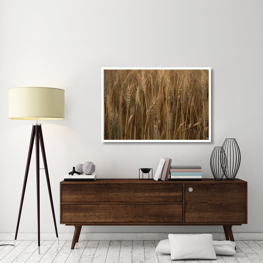 Commercial hybrid Wheat cultivated, Sauvie Island, Oregon-Paper Art-50&quotx34"