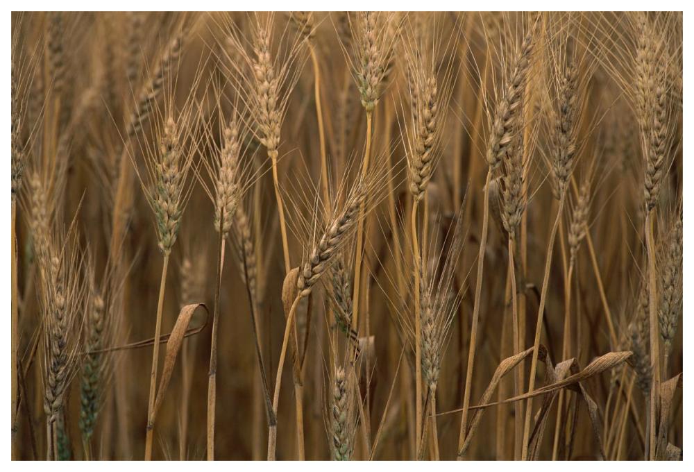 Commercial hybrid Wheat cultivated, Sauvie Island, Oregon-Paper Art-62"x42"