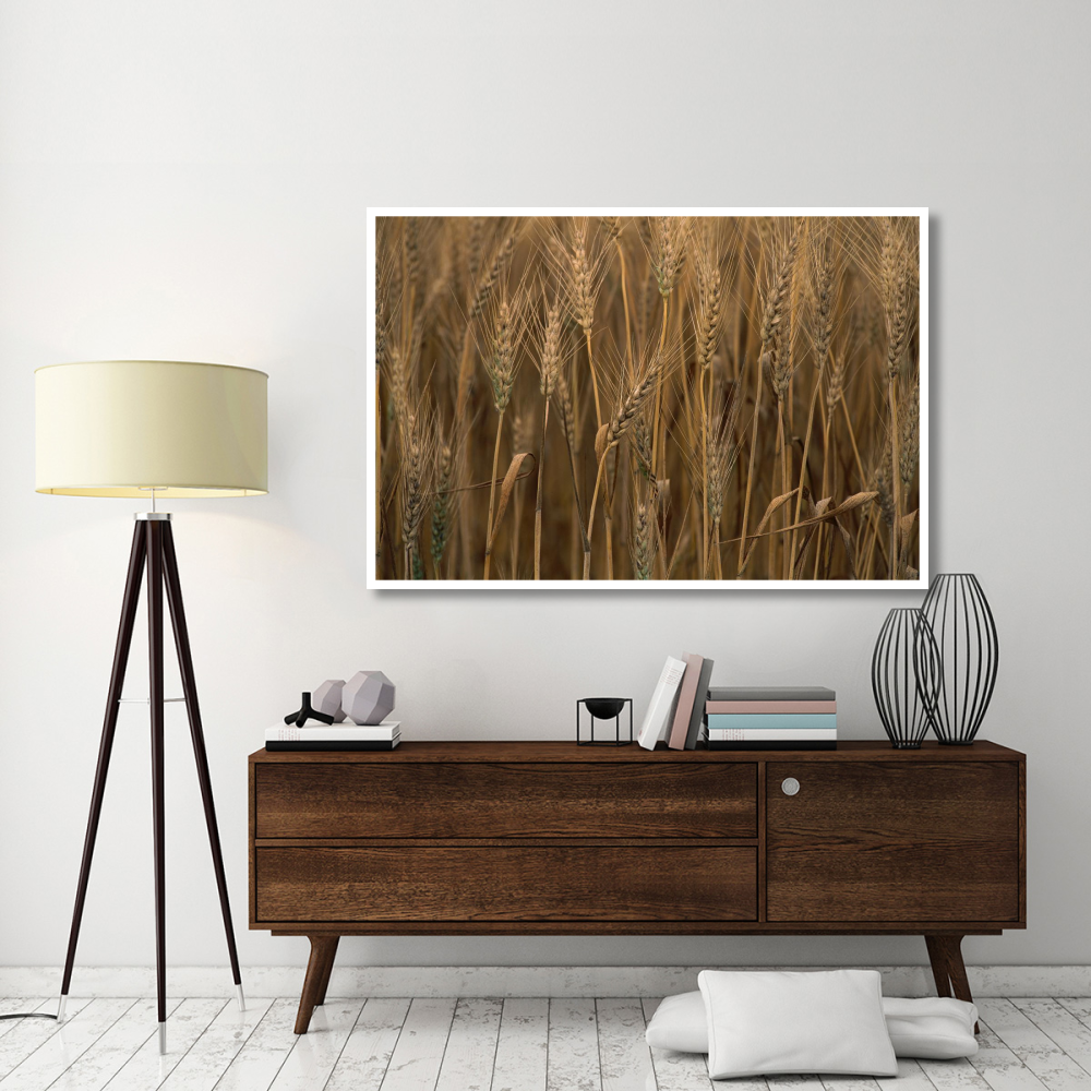 Commercial hybrid Wheat cultivated, Sauvie Island, Oregon-Paper Art-62&quotx42"
