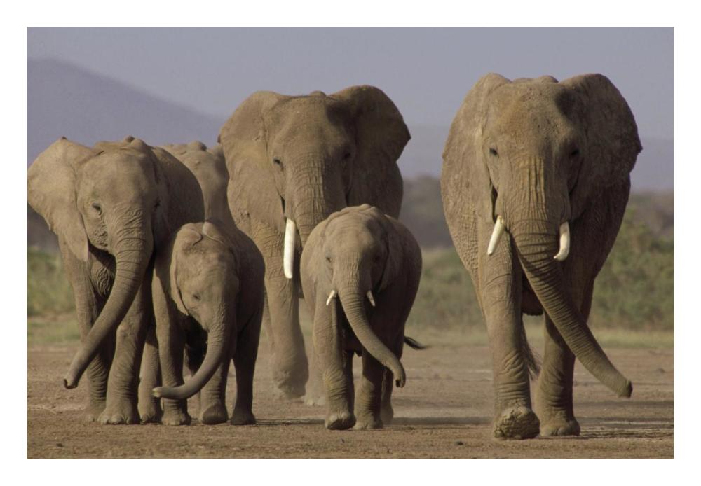 African Elephant herd with calves, Amboseli National Park, Kenya-Paper Art-26"x18"