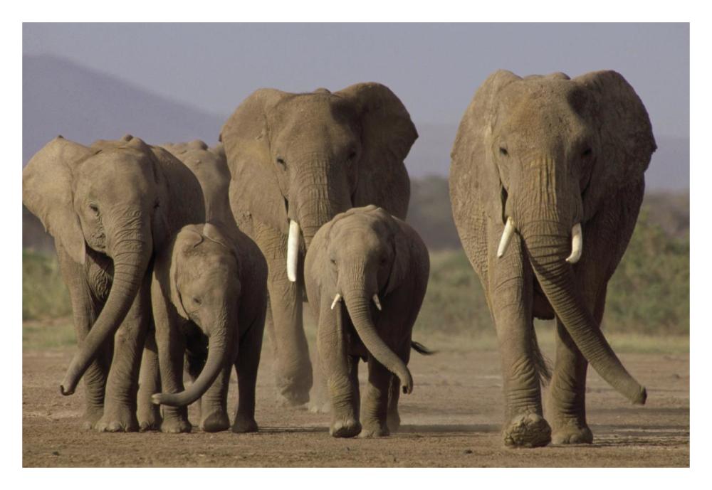 African Elephant herd with calves, Amboseli National Park, Kenya-Paper Art-32"x22"