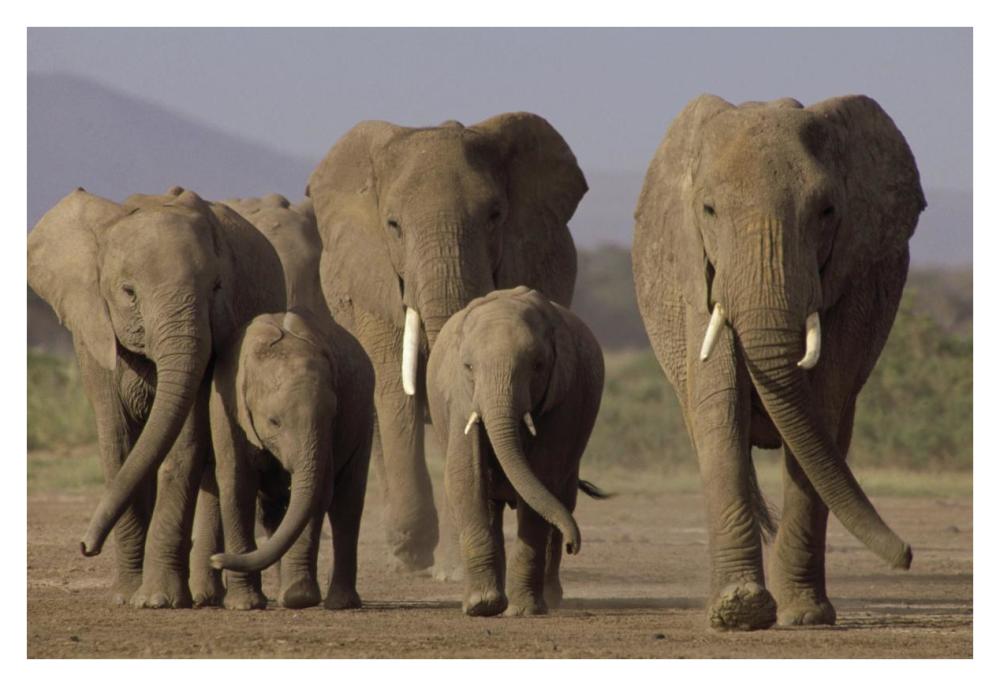 African Elephant herd with calves, Amboseli National Park, Kenya-Paper Art-38"x26"