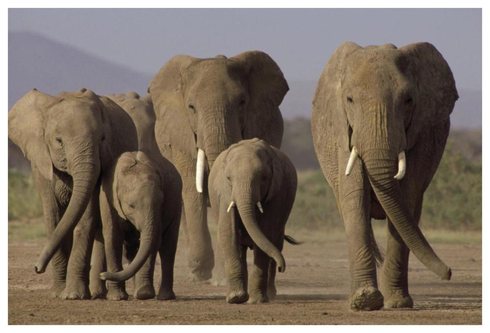 African Elephant herd with calves, Amboseli National Park, Kenya-Paper Art-62"x42"