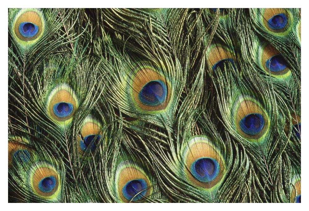 Indian Peafowl display feathers, native to India and southeast Asia-Paper Art-20"x14"