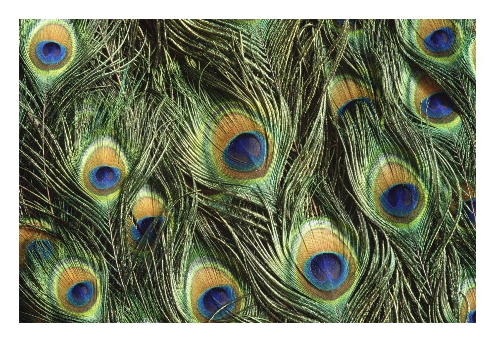 Indian Peafowl display feathers, native to India and southeast Asia-Paper Art-26"x18"