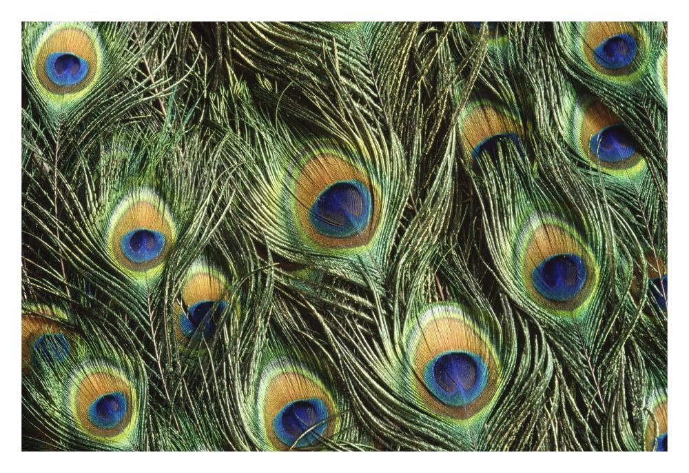 Indian Peafowl display feathers, native to India and southeast Asia-Paper Art-32"x22"