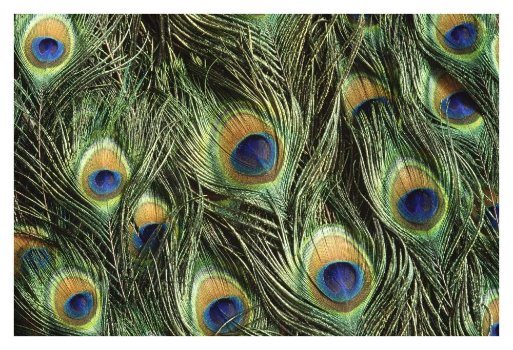 Indian Peafowl display feathers, native to India and southeast Asia-Paper Art-38"x26"