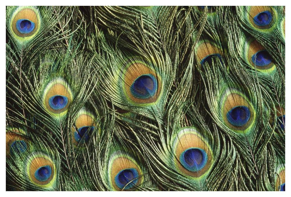 Indian Peafowl display feathers, native to India and southeast Asia-Paper Art-50"x34"
