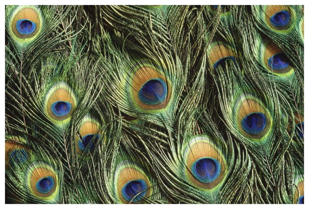 Indian Peafowl display feathers, native to India and southeast Asia-Paper Art-62"x42"