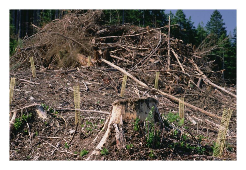Replant of Douglas Fir in clearcut, Suislaw National Forest, Oregon-Paper Art-26"x18"