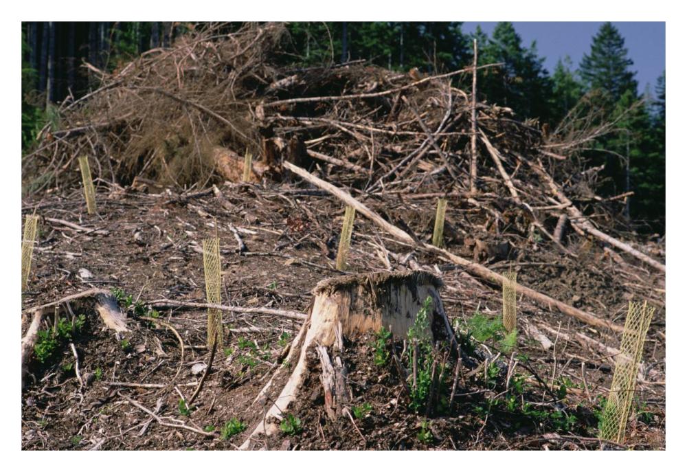 Replant of Douglas Fir in clearcut, Suislaw National Forest, Oregon-Paper Art-32"x22"