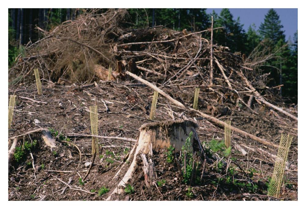 Replant of Douglas Fir in clearcut, Suislaw National Forest, Oregon-Paper Art-38"x26"