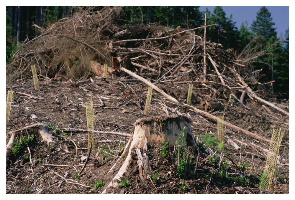 Replant of Douglas Fir in clearcut, Suislaw National Forest, Oregon-Paper Art-50"x34"