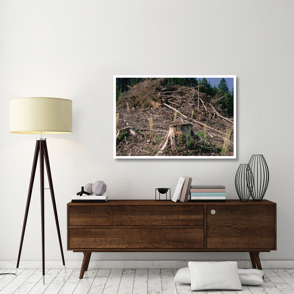 Replant of Douglas Fir in clearcut, Suislaw National Forest, Oregon-Paper Art-50&quotx34"