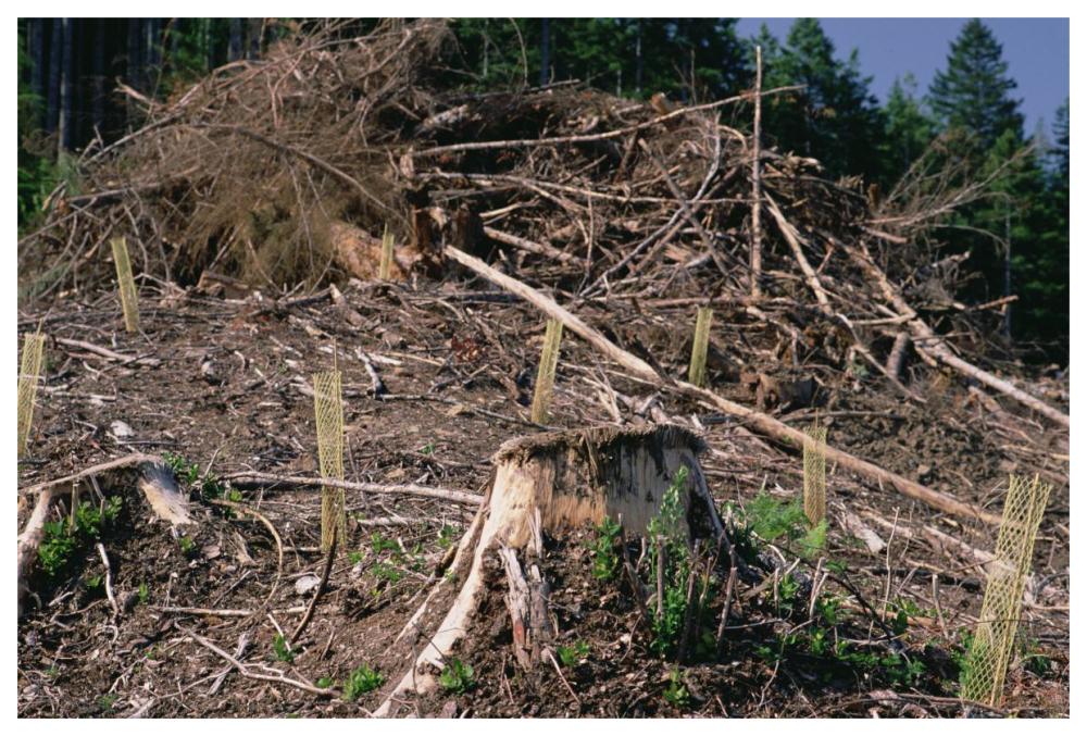 Replant of Douglas Fir in clearcut, Suislaw National Forest, Oregon-Paper Art-62"x42"