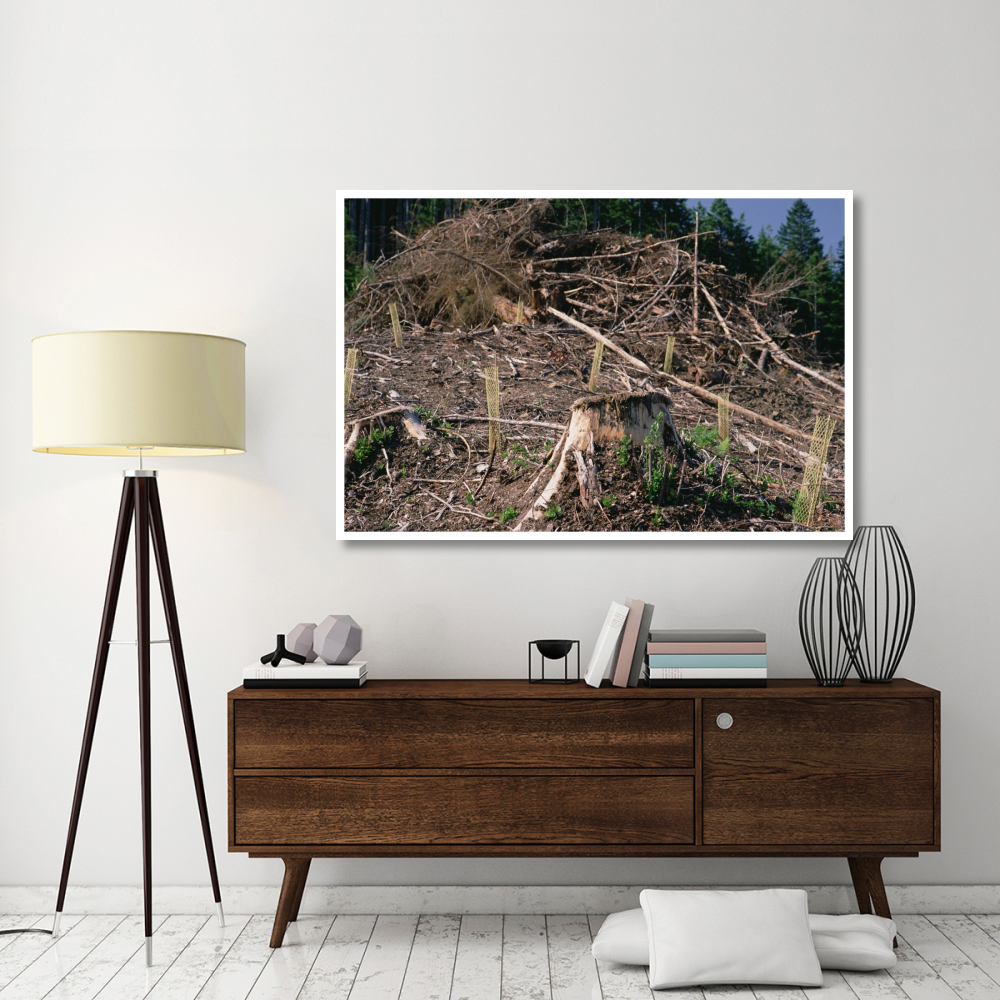 Replant of Douglas Fir in clearcut, Suislaw National Forest, Oregon-Paper Art-62&quotx42"