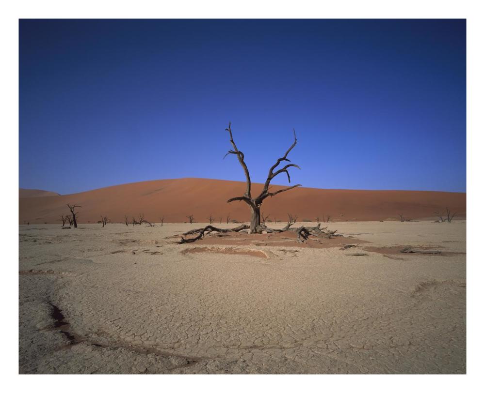 Camelthorn snag on desert pan, Namib-Naukluft National Park, Namibia-Paper Art-26"x22"