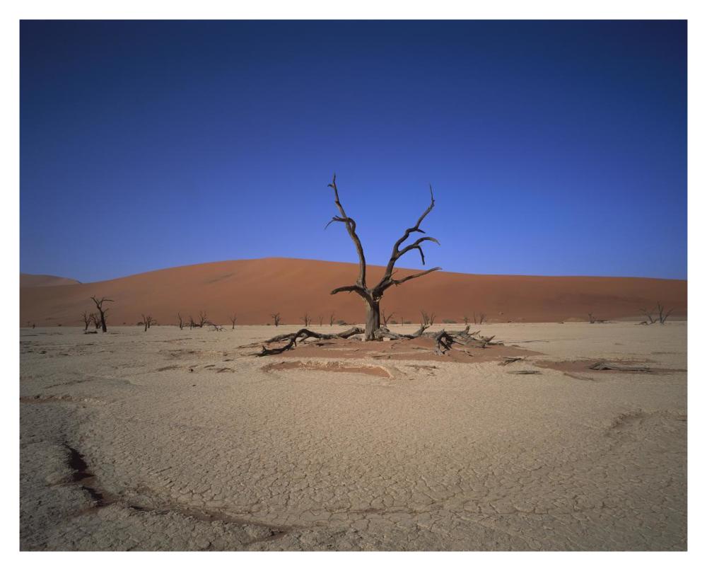 Camelthorn snag on desert pan, Namib-Naukluft National Park, Namibia-Paper Art-37"x30"