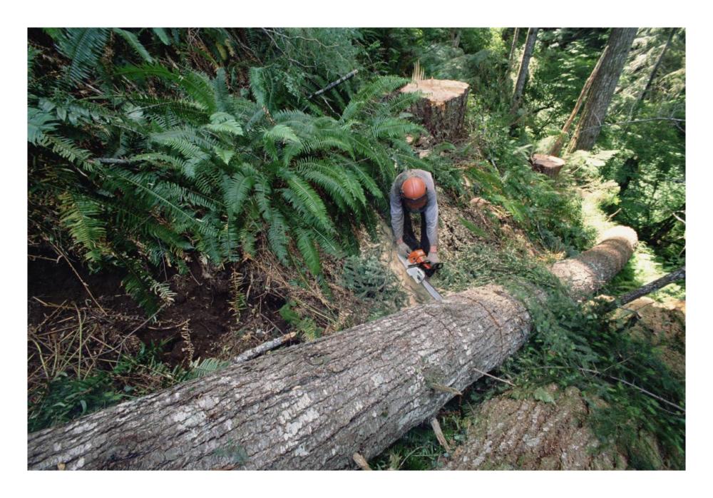 Loggers clear cutting temperate rainforest, Pacific coast, North America-Paper Art-26"x18"