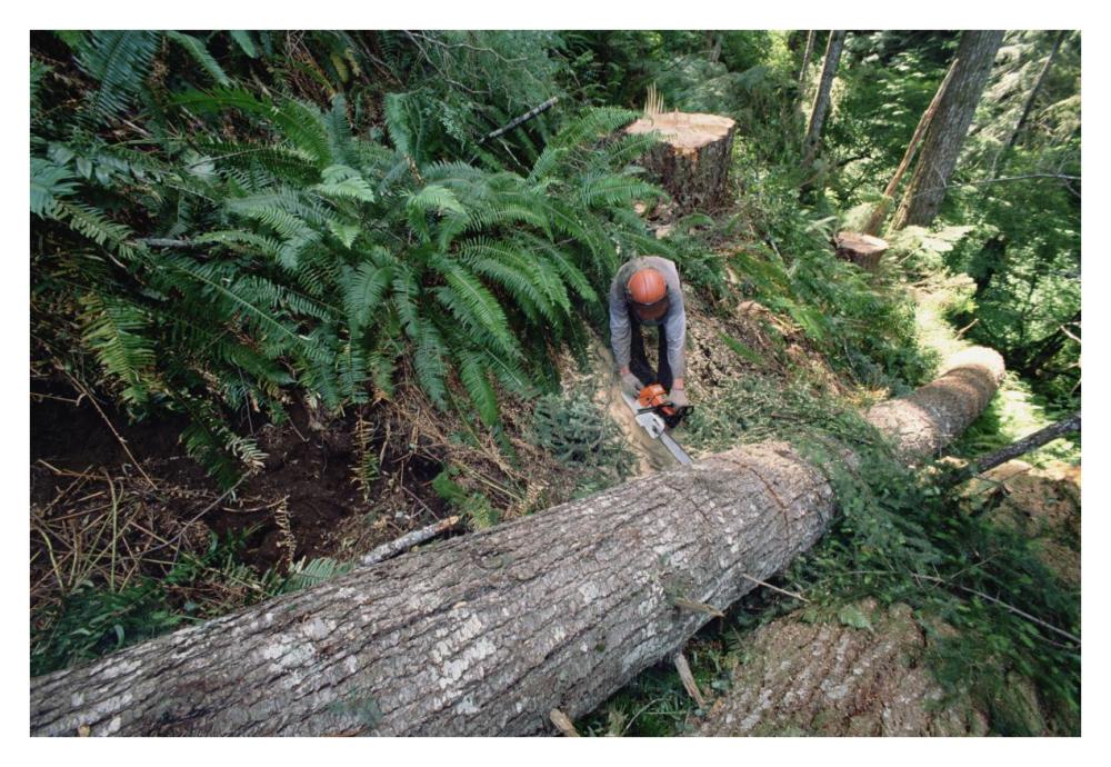 Loggers clear cutting temperate rainforest, Pacific coast, North America-Paper Art-38"x26"