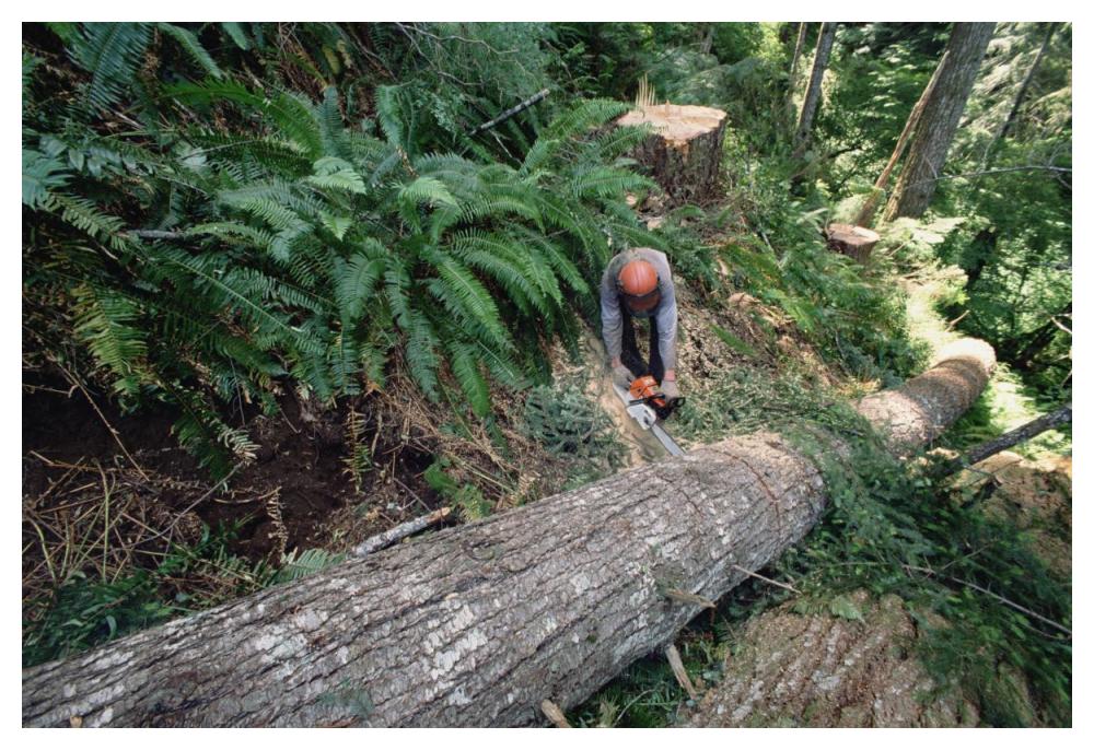 Loggers clear cutting temperate rainforest, Pacific coast, North America-Paper Art-50"x34"