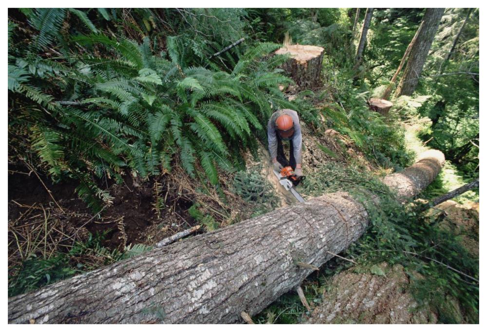Loggers clear cutting temperate rainforest, Pacific coast, North America-Paper Art-62"x42"