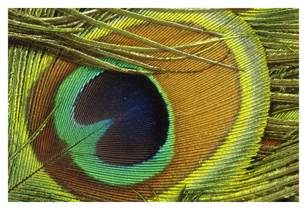 Indian Peafowl male display feathers, native to India and southeast Asia-Paper Art-20"x14"