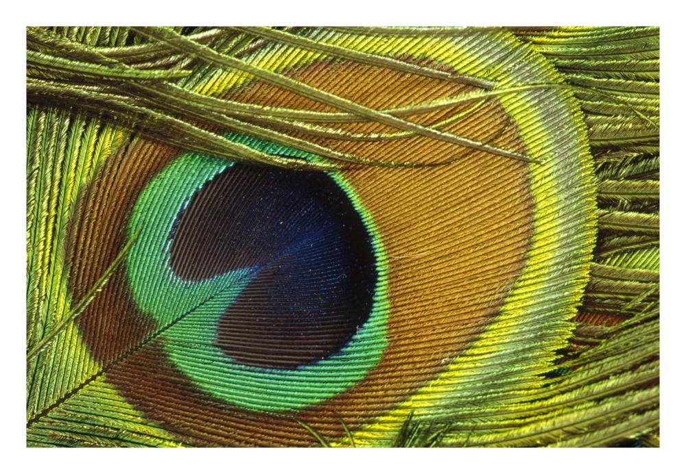 Indian Peafowl male display feathers, native to India and southeast Asia-Paper Art-26"x18"