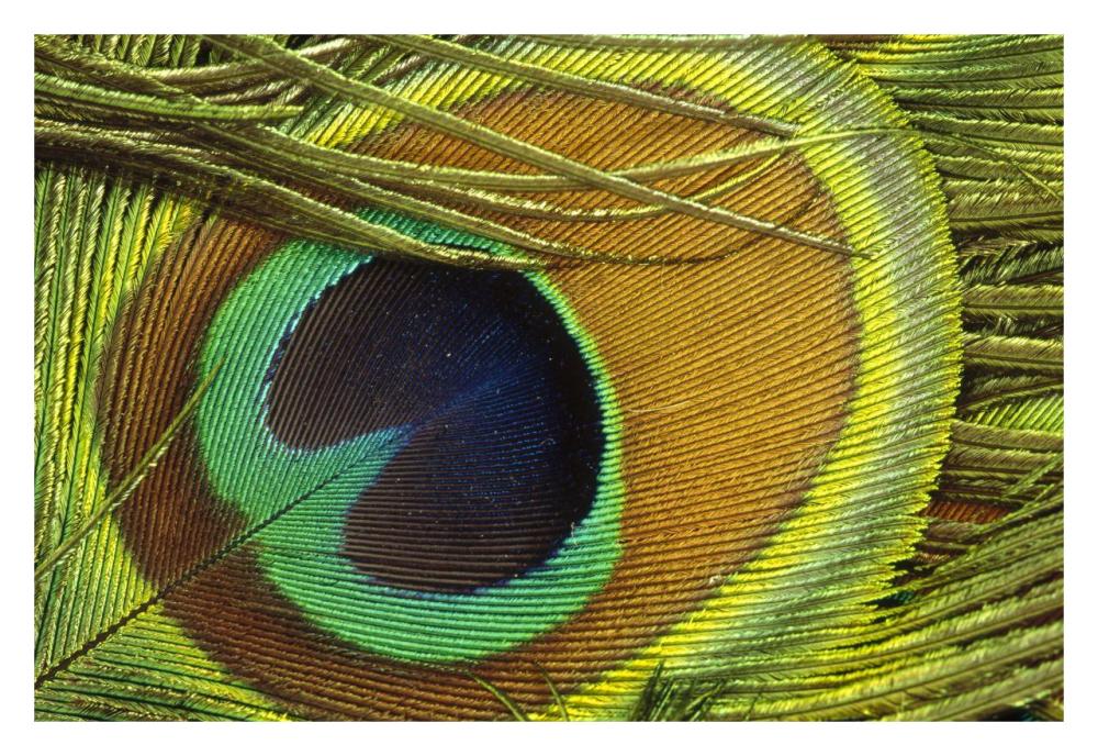Indian Peafowl male display feathers, native to India and southeast Asia-Paper Art-32"x22"