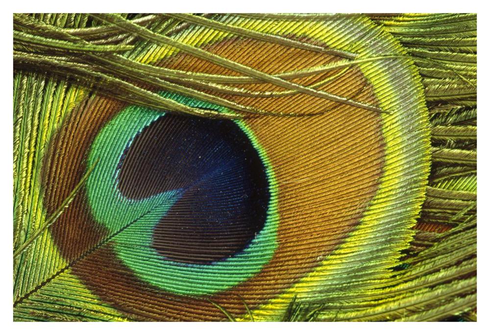 Indian Peafowl male display feathers, native to India and southeast Asia-Paper Art-38"x26"