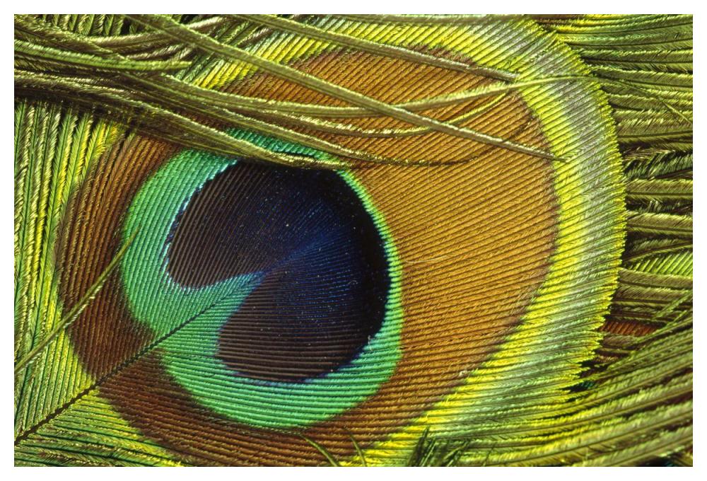 Indian Peafowl male display feathers, native to India and southeast Asia-Paper Art-50"x34"