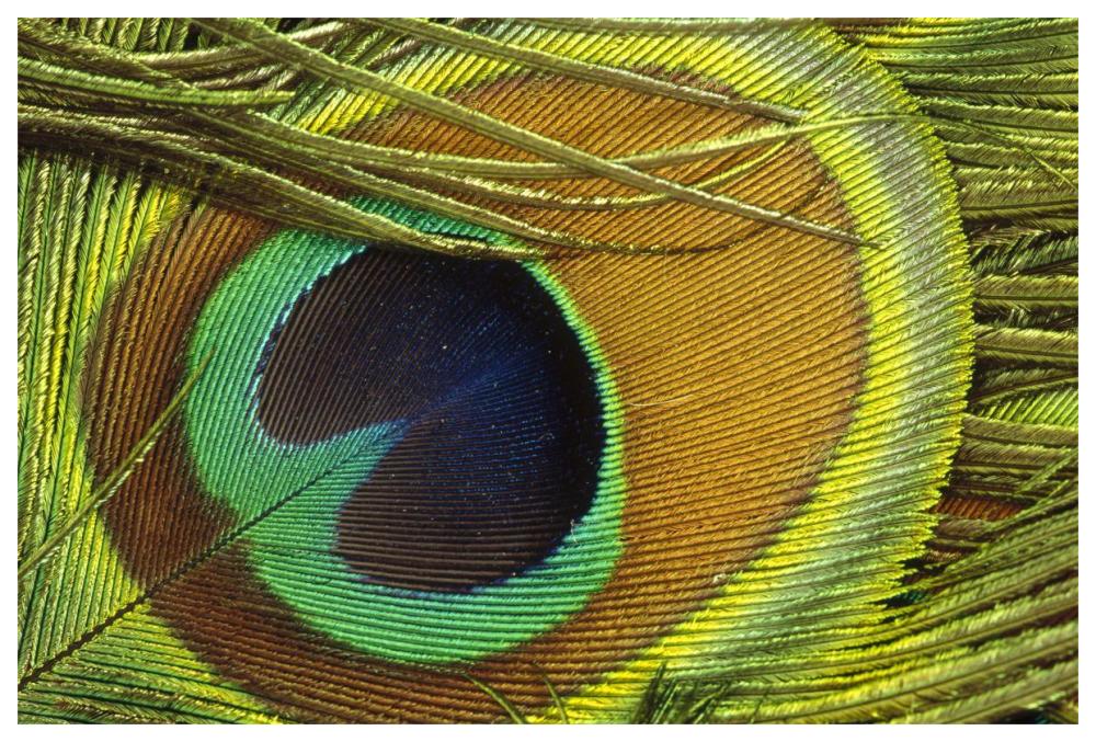 Indian Peafowl male display feathers, native to India and southeast Asia-Paper Art-62"x42"