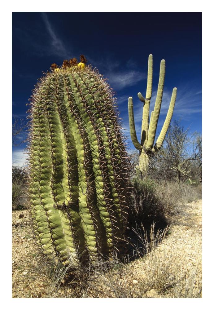 Saguaro with Fishhook Barrel Cactus in the foreground, Sonoran Desert, Arizona-Paper Art-18"x26"
