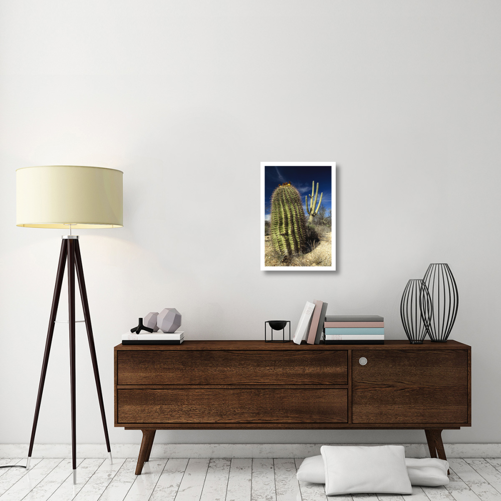 Saguaro with Fishhook Barrel Cactus in the foreground, Sonoran Desert, Arizona-Paper Art-18&quotx26"