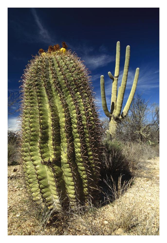 Saguaro with Fishhook Barrel Cactus in the foreground, Sonoran Desert, Arizona-Paper Art-22"x32"