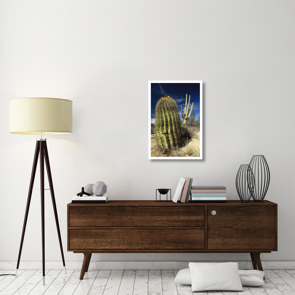 Saguaro with Fishhook Barrel Cactus in the foreground, Sonoran Desert, Arizona-Paper Art-22&quotx32"