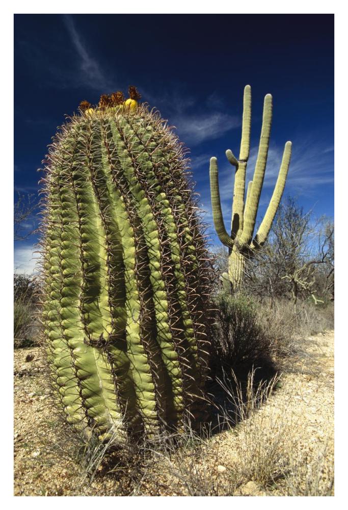 Saguaro with Fishhook Barrel Cactus in the foreground, Sonoran Desert, Arizona-Paper Art-26"x38"