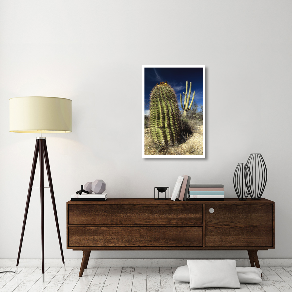 Saguaro with Fishhook Barrel Cactus in the foreground, Sonoran Desert, Arizona-Paper Art-26&quotx38"
