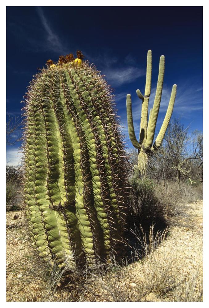 Saguaro with Fishhook Barrel Cactus in the foreground, Sonoran Desert, Arizona-Paper Art-34"x50"