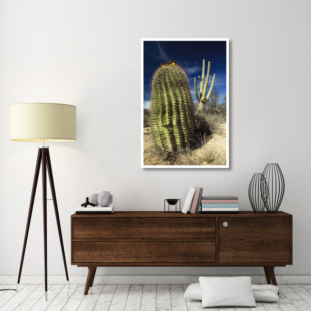 Saguaro with Fishhook Barrel Cactus in the foreground, Sonoran Desert, Arizona-Paper Art-34&quotx50"