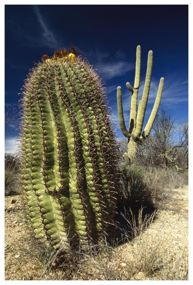 Saguaro with Fishhook Barrel Cactus in the foreground, Sonoran Desert, Arizona-Paper Art-42"x62"