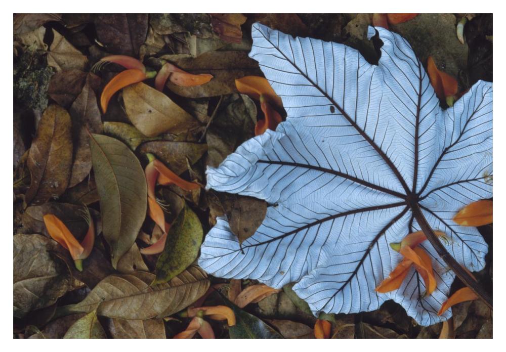 Cecropia leaf atop lobster claw petals on tropical rainforest floor, Mesoamerica-Paper Art-20"x14"