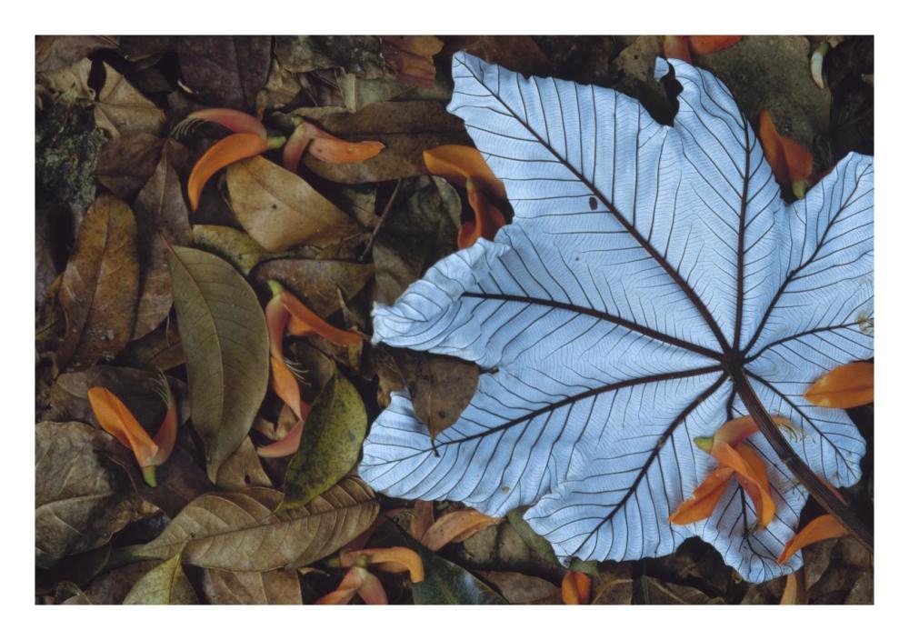 Cecropia leaf atop lobster claw petals on tropical rainforest floor, Mesoamerica-Paper Art-26"x18"