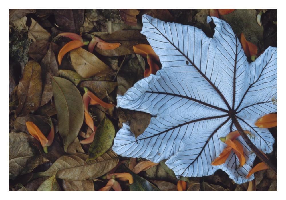 Cecropia leaf atop lobster claw petals on tropical rainforest floor, Mesoamerica-Paper Art-32"x22"