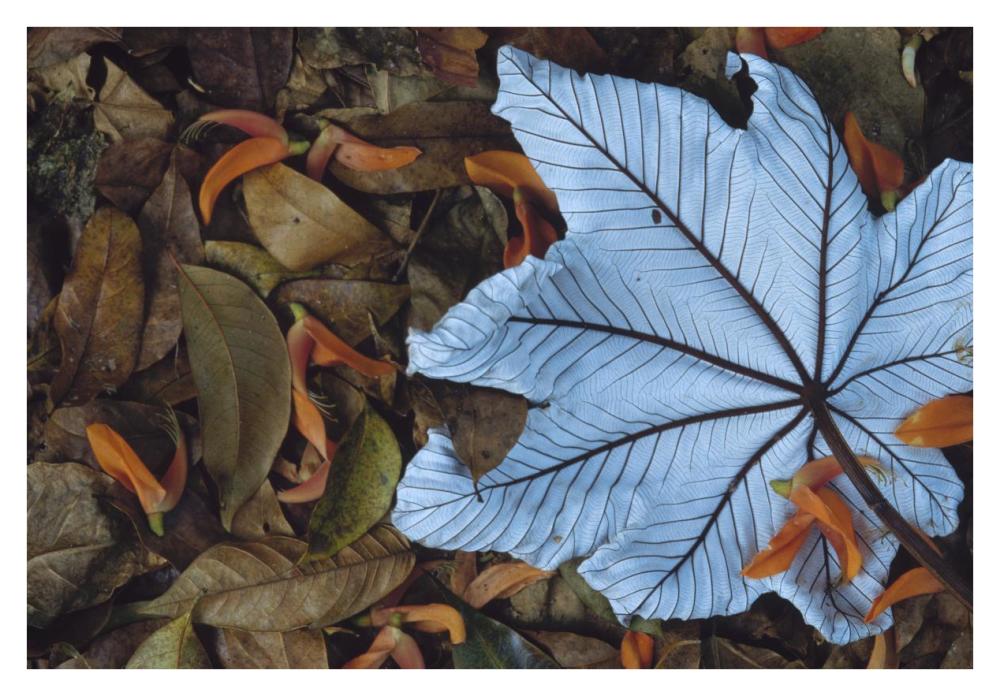 Cecropia leaf atop lobster claw petals on tropical rainforest floor, Mesoamerica-Paper Art-38"x26"