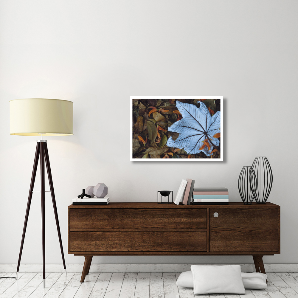 Cecropia leaf atop lobster claw petals on tropical rainforest floor, Mesoamerica-Paper Art-38&quotx26"